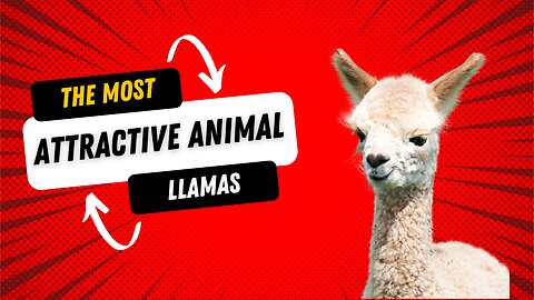 Cute Animals | The Llamas