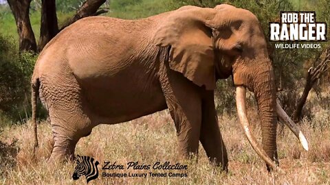 Elephants Of Amboseli | Iconic Tuskers | Zebra Plains Safari