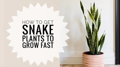 HOW TO GET A SANSEVIERIA TO GROW QUICKLY. SNAKE PLANT CARE GUIDE | Gardening in Canada 🪴👩‍🔬