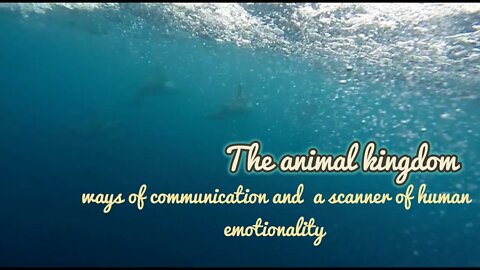 The animal kingdom, ways of communication and a scanner of human emotionality