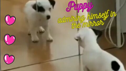 Puppy admiring himself in the mirror (Dogs Series 2)
