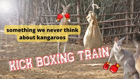 Don't mess with the kangaroo.
