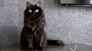 Cat documents everything it has done during lockdown