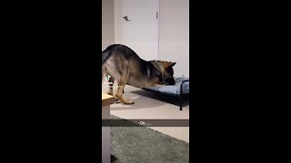 German shepherd puppy chooses a strange position to chew his toy