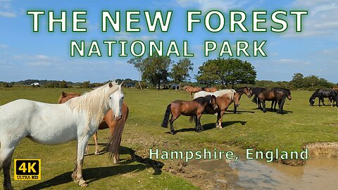 THE NEW FOREST | NATIONAL PARK | A Magical Place