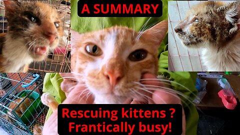 Kitten rescue - the busiest we have ever been - a standalone summary from October