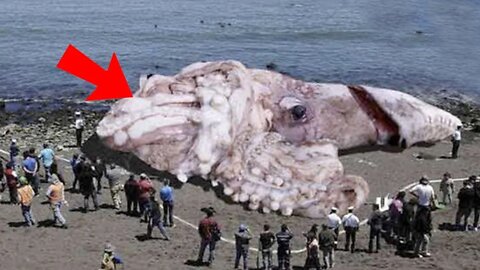 Biggest Sea Creatures Caught That You Must See To Believe