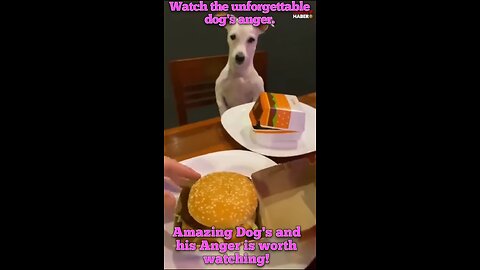 Amazing Dog's and his Anger is worth watching!