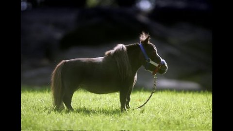 Thumbelina: World's Smallest Horse
