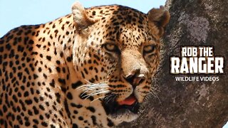 Magnificent Male Leopard | Maasai Mara Safari | Zebra Plains