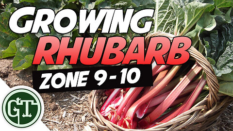 Growing Rhubarb in Hot Climates - Zone 9/10 | Organic Garden Methods