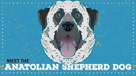 Anatolian Shepherd Dog | CKC Breed Facts & Profile