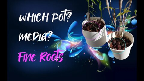 USING LAVA ROCK | SAME POT FOR 6-8 YEARS | SEMI HYDROPONICS | THOUGHT PROCESS