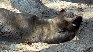 Baby Sea Lion's Typical Day Is A Perfect One