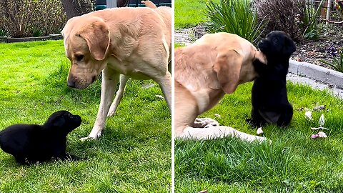 Tiny Pup Fearlessly Annoys Bigger Dog In Playful Mischief