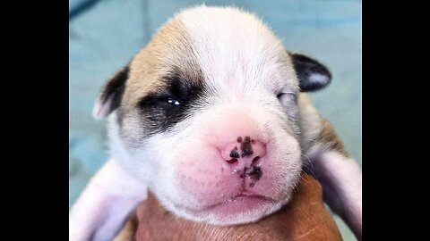 The Puppies Eye's Have Opened!