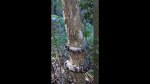 Watching a Carpet Python Climb is mesmerising! #snake #snakecatcher #climb #nature #wildlife #wild