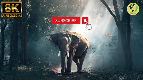 Elephants Fight | Wildlife nature |