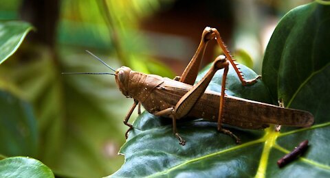 Watch the locust movement up close