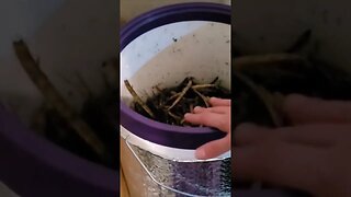 Worm Farming For Beginners! || How To Maintain A Healthy Worm Bin