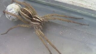 A Spider That Carries Her Babies On Her Back