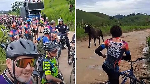 Cyclists are scared to cross the road with raging bull in front of them