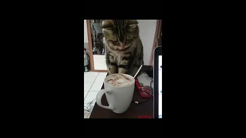 Sweet Cat Dives Paw into Cappuccino!