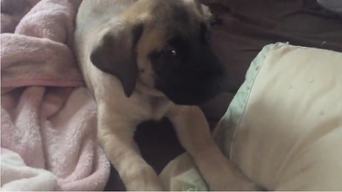 English Mastiff scolds puppy for "back talking" owner