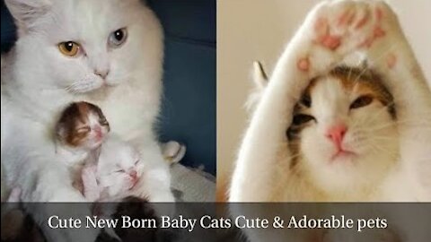 Cute Newborn Kittens Baby Cat Videos 2021 Cute And Adorable