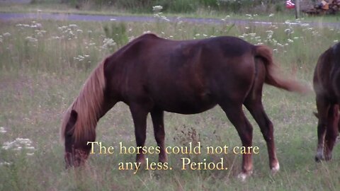 When Horses Rule - Assateague Island Wild Horses