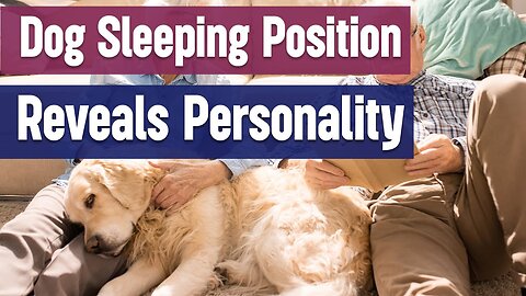 What Your Dog's Sleeping Position Reveals About Their Personality & Character