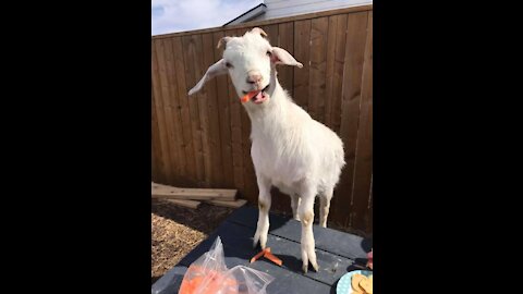 Funny faces at the farm