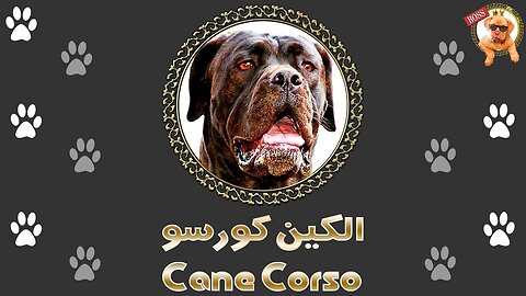 One of the most dangerous dogs breeds in the world | Cane Corso