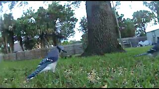 Blue jays eat squirrels play