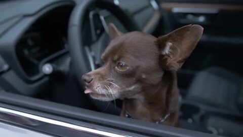 Chihuahua looking out window of car