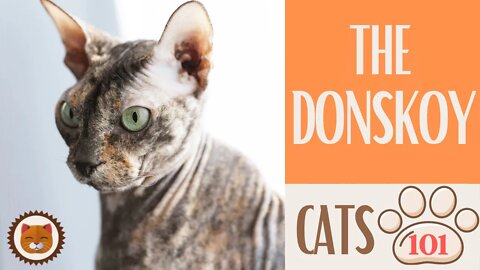 🐱 Cats 101 🐱 DONSKOY CAT - Top Cat Facts about the DONSKOY