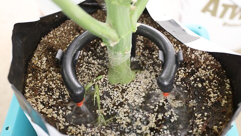 Crop Steering: Effective Techniques for Home Growers