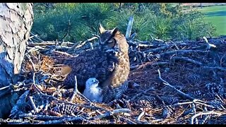 Evening Owlet Sneak Peek 🦉 3/1/22 17:01