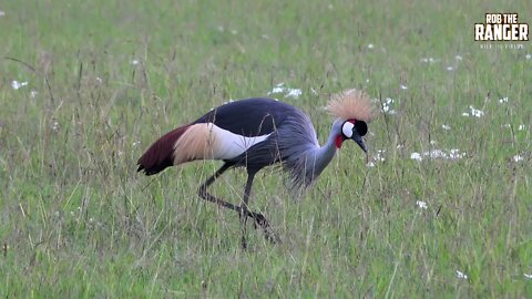 Grey Crowned Crane (Balearica regulorum) Courtship Display | Zebra Plains