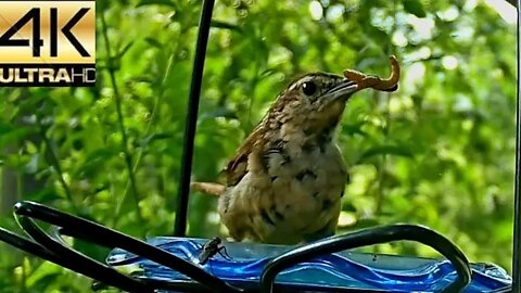 Bird Watching: Live Meal Worm Treat For Bird Friends in Middle Tennessee