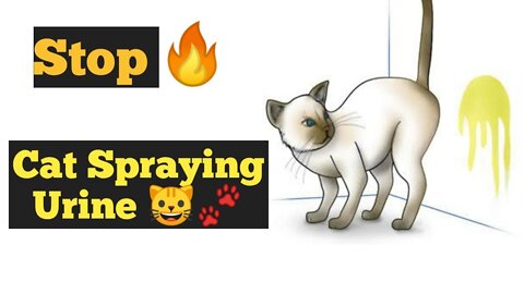 How to Stop Your Cat Spraying urine indoors | Why do male cat Spraying Everywhere