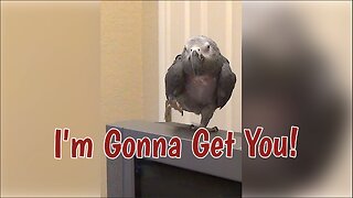 Texan Parrot Says "I'm Gonna Get You" In A Hilarious Southern Accent