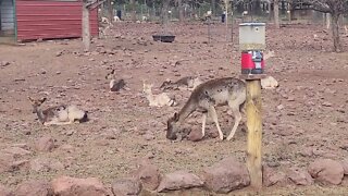 Grand Canyon Deer Farm