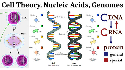 Overview of Nucleic Acids, Genomes, Cell Theory, and the Central Dogma of Molecular Biology