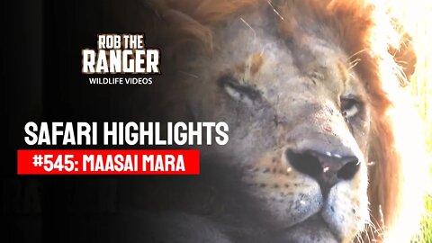 Safari Highlights #545: 06 & 07 March 2020 | Maasai Mara/Zebra Plains | Latest Wildlife Sightings