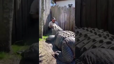 olha o tamanho desse crocodilo 😱