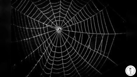 The Spider's Web of Samsara, poem by Gansen John Welch