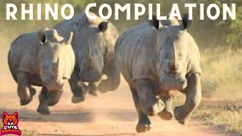 Cool Rhino Compilation (RHINO VIDEOS) Cool Rhino Videos for Little Kids]