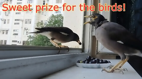 Sweet prize for funny birds!