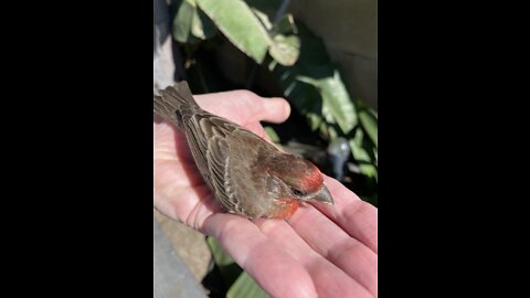 Another Beautiful Bird that loves to be held